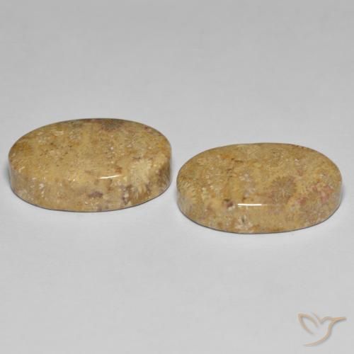 Gemas de Coral fósil Multicolor natural de 24.35 ct, Ovalada, Opaco