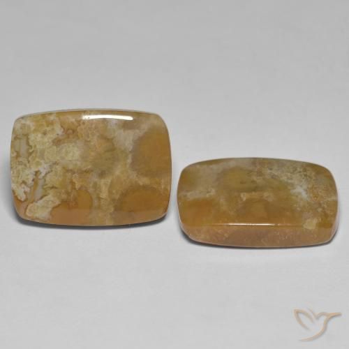 Gemas de Coral fósil Multicolor natural de 25.23 ct, Forma Cojín, Opaco