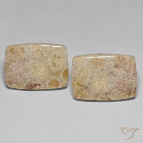27.18ctw Natural Multicolor Coral fósil, Forma Cojín, Opaco