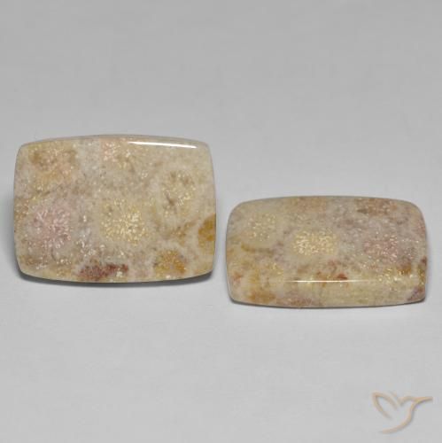 Gemas de Coral fósil Multicolor natural de 27.18 ct, Forma Cojín, Opaco