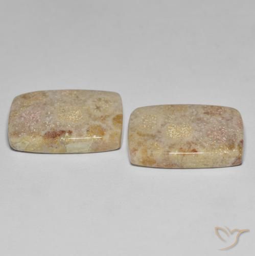Gemas de Coral fósil Multicolor natural de 27.18 ct, Forma Cojín, Opaco