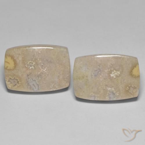 25.62ctw Natural Multicolor Coral fósil, Forma Cojín, Opaco