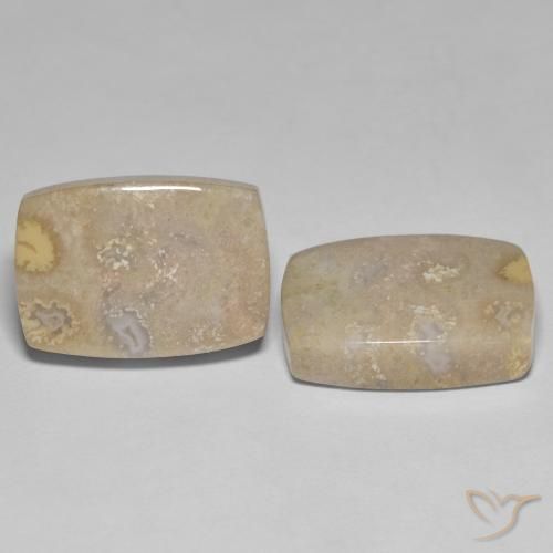 Gemas de Coral fósil Multicolor natural de 25.62 ct, Forma Cojín, Opaco