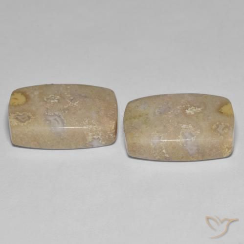 Gemas de Coral fósil Multicolor natural de 25.62 ct, Forma Cojín, Opaco