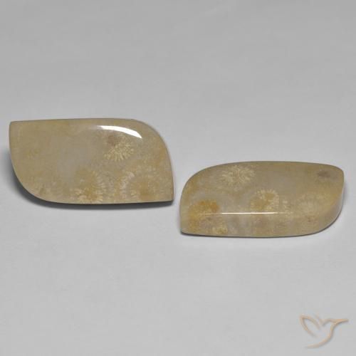 Gemas de Coral fósil Multicolor natural de 27.14 ct, Elegante, Opaco