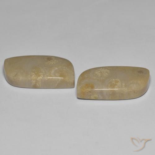 Gemas de Coral fósil Multicolor natural de 27.14 ct, Elegante, Opaco