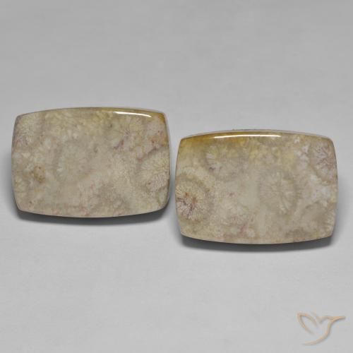 45.70ctw Natural Multicolor Coral fósil, Forma Cojín, Opaco
