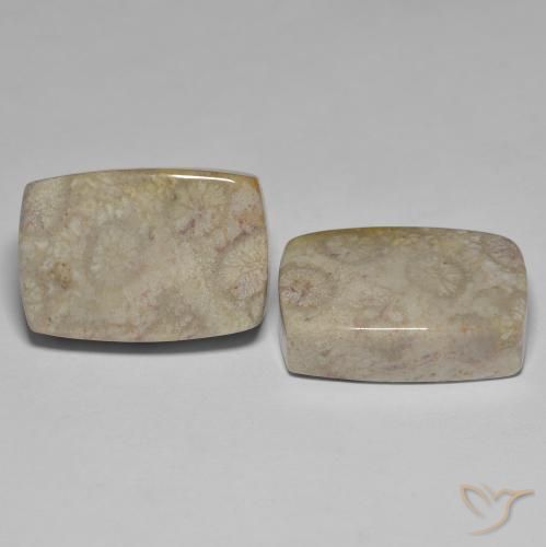 Gemas de Coral fósil Multicolor natural de 45.70 ct, Forma Cojín, Opaco