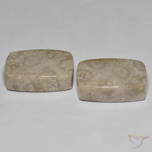 Gemas de Coral fósil Multicolor natural de 45.70 ct, Forma Cojín, Opaco