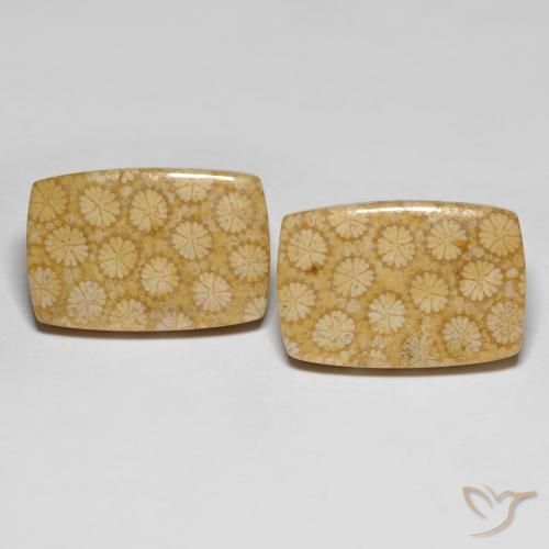 Gemas de Coral fósil Multicolor natural de 27.38 ct, Corte Cojín, Opaco