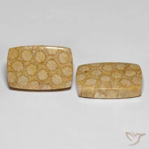 Gemas de Coral fósil Multicolor natural de 27.38 ct, Corte Cojín, Opaco