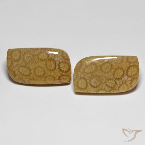 34.39ctw Natural Multicolor Coral fósil, Elegante, Opaco