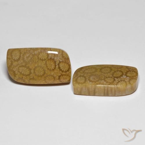 Gemas de Coral fósil Multicolor natural de 34.39 ct, Elegante, Opaco