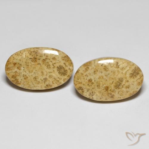 19.65ctw Natural Multicolor Coral fósil, Ovalada, Opaco