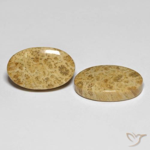 Gemas de Coral fósil Multicolor natural de 19.65 ct, Ovalada, Opaco