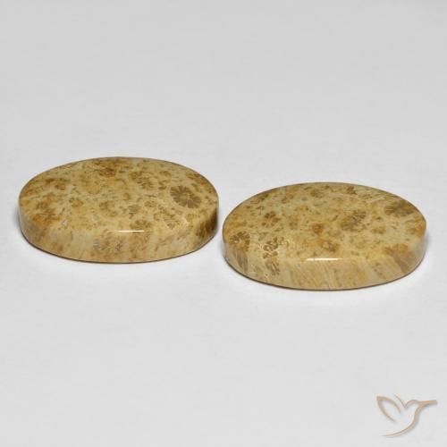Gemas de Coral fósil Multicolor natural de 19.65 ct, Ovalada, Opaco