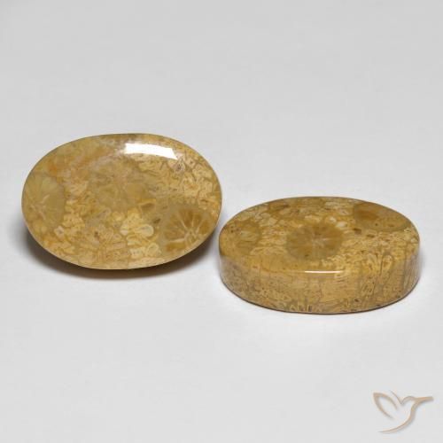 Gemas de Coral fósil Multicolor natural de 26.42 ct, Ovalada, Opaco