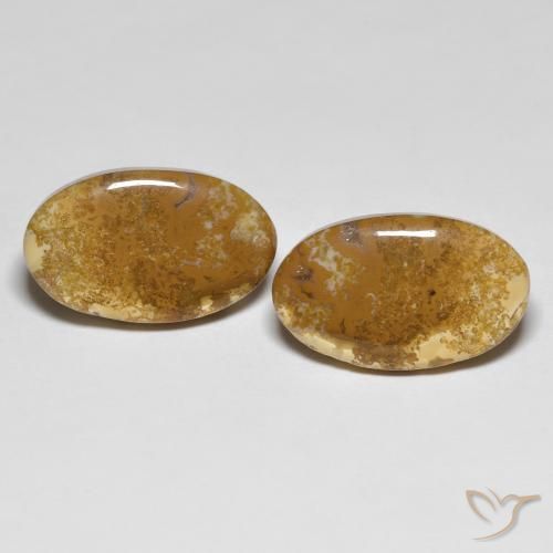 20.87ctw Natural Multicolor Coral fósil, Ovalada, Opaco