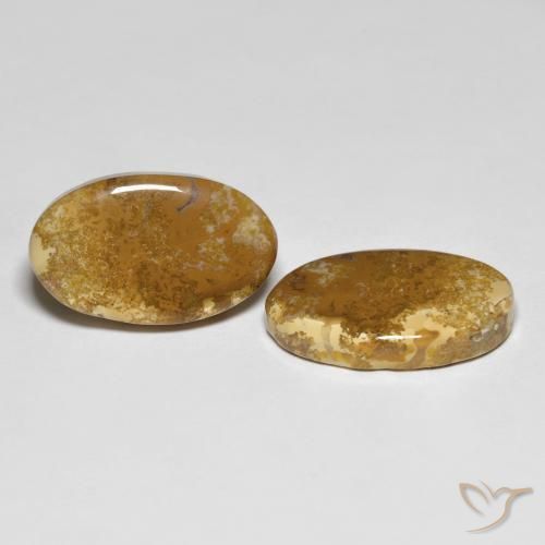 Gemas de Coral fósil Multicolor natural de 20.87 ct, Ovalada, Opaco