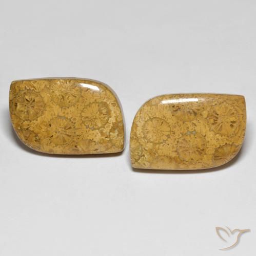 25.48ctw Natural Multicolor Coral fósil, Elegante, Opaco