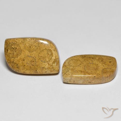 Gemas de Coral fósil Multicolor natural de 25.48 ct, Elegante, Opaco