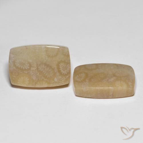 Gemas de Coral fósil Multicolor natural de 26.20 ct, Forma Cojín, Translúcido