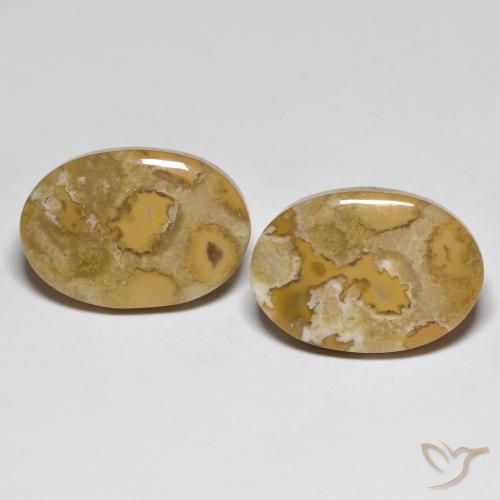 23.71ctw Natural Multicolor Coral fósil, Ovalada, Opaco