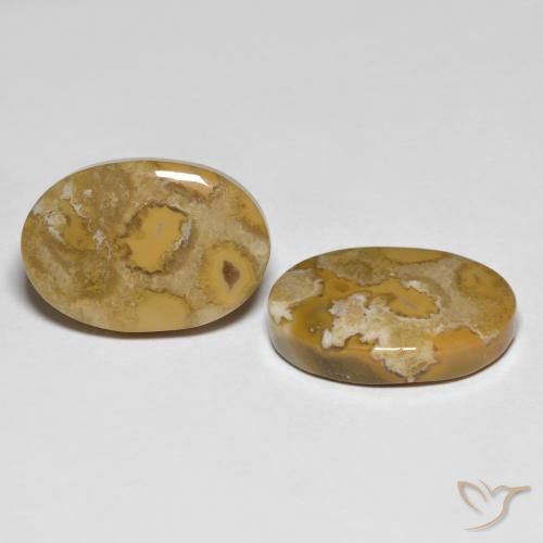 Gemas de Coral fósil Multicolor natural de 23.71 ct, Ovalada, Opaco