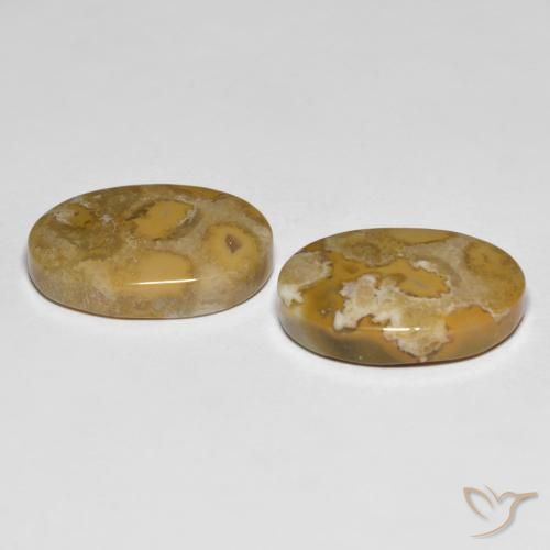 Gemas de Coral fósil Multicolor natural de 23.71 ct, Ovalada, Opaco