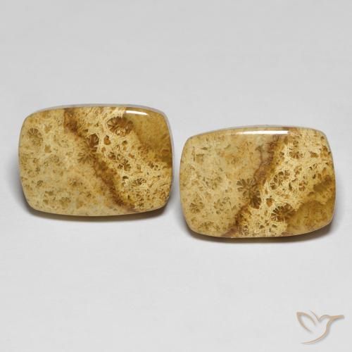 25.97ctw Natural Multicolor Coral fósil, Forma Cojín, Opaco