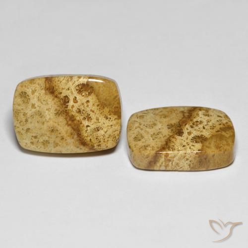 Gemas de Coral fósil Multicolor natural de 25.97 ct, Forma Cojín, Opaco