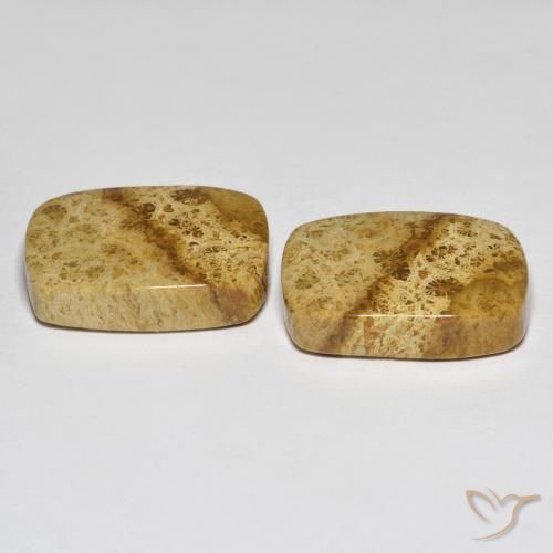 Gemas de Coral fósil Multicolor natural de 25.97 ct, Forma Cojín, Opaco