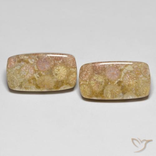 25.20ctw Natural Multicolor Coral fósil, Forma Cojín, Opaco