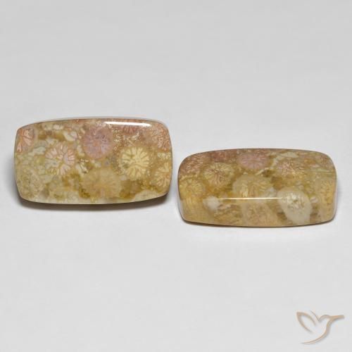 Gemas de Coral fósil Multicolor natural de 25.20 ct, Forma Cojín, Opaco