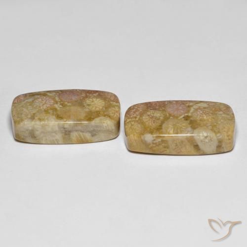 Gemas de Coral fósil Multicolor natural de 25.20 ct, Forma Cojín, Opaco