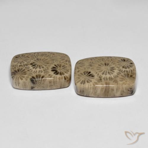 Gemas de Coral fósil Multicolor natural de 24.15 ct, Forma Cojín, Opaco