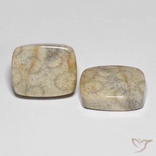 Gemas de Coral fósil Multicolor natural de 31.90 ct, Forma Cojín, Opaco
