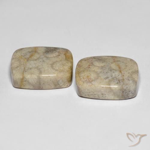 Gemas de Coral fósil Multicolor natural de 31.90 ct, Forma Cojín, Opaco