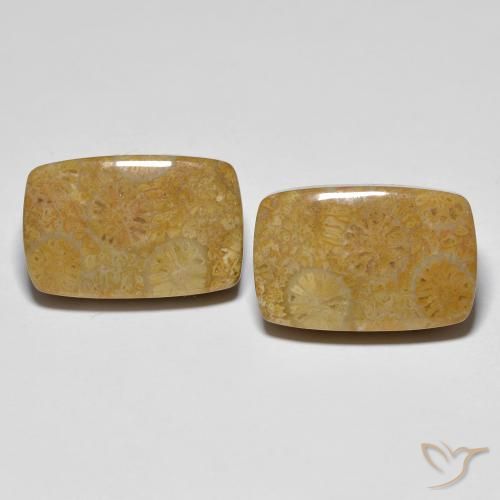 24.91ctw Natural Multicolor Coral fósil, Forma Cojín, Opaco