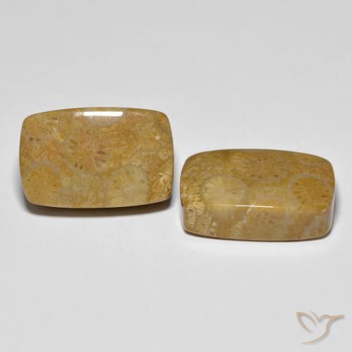 Gemas de Coral fósil Multicolor natural de 24.91 ct, Forma Cojín, Opaco
