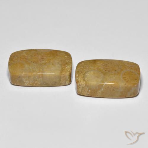 Gemas de Coral fósil Multicolor natural de 24.91 ct, Forma Cojín, Opaco