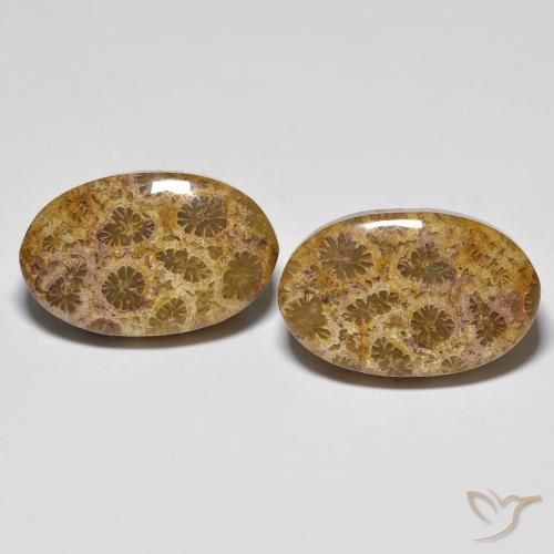 20.85ctw Natural Multicolor Coral fósil, Ovalada, Opaco