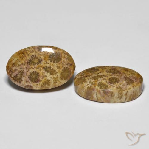 Gemas de Coral fósil Multicolor natural de 20.85 ct, Ovalada, Opaco