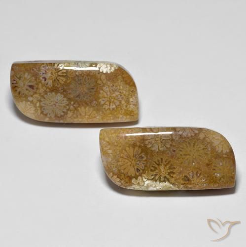 28.81ctw Natural Multicolor Coral fósil, Elegante, Opaco