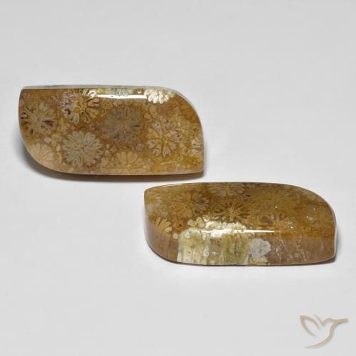 Gemas de Coral fósil Multicolor natural de 28.81 ct, Elegante, Opaco