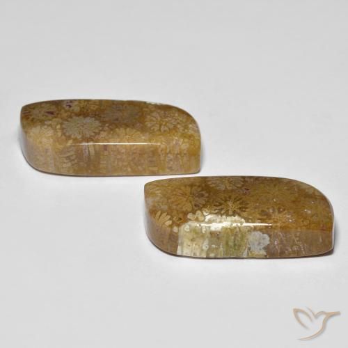 Gemas de Coral fósil Multicolor natural de 28.81 ct, Elegante, Opaco