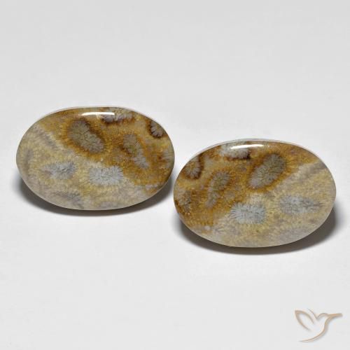 27.60ctw Natural Multicolor Coral fósil, Ovalada, Opaco