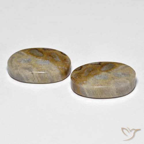 Gemas de Coral fósil Multicolor natural de 27.60 ct, Ovalada, Opaco
