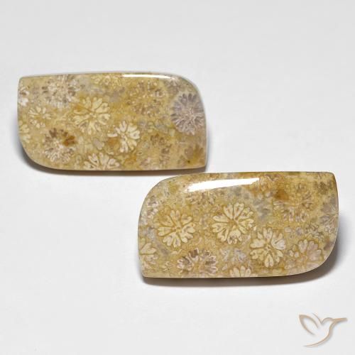 29.71ctw Natural Multicolor Coral fósil, Elegante, Opaco