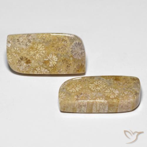 Gemas de Coral fósil Multicolor natural de 29.71 ct, Elegante, Opaco